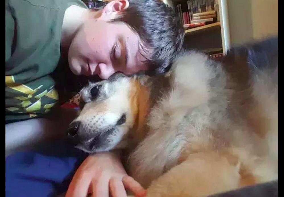 狗狗因肿瘤被无情的抛弃,狗狗恶性肿瘤要安乐死吗