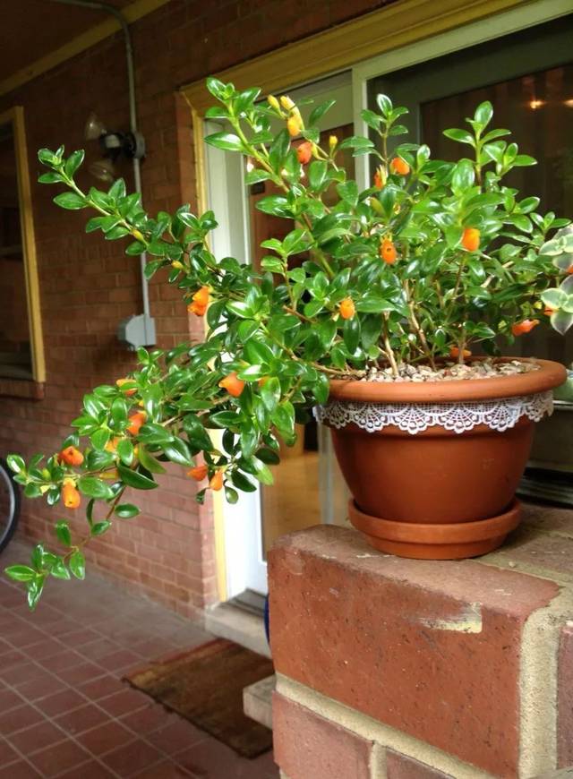 好养的盆栽花卉大全,人养花花