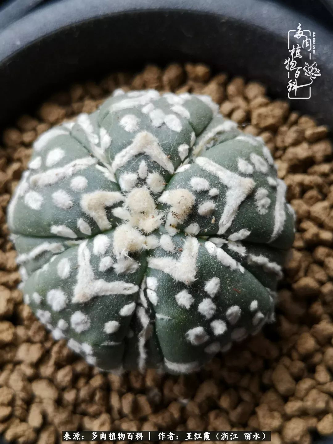 仙人球春天露养条件,仙人球露养条件