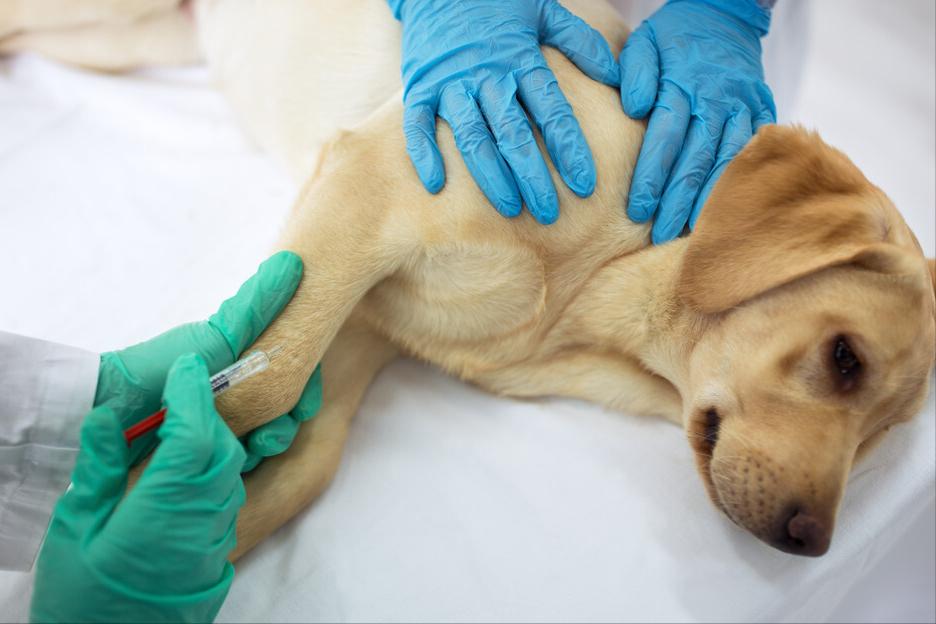 狗狗去除跳蚤蜱虫妙招,家用杀虫剂可以给狗狗喷杀跳蚤么