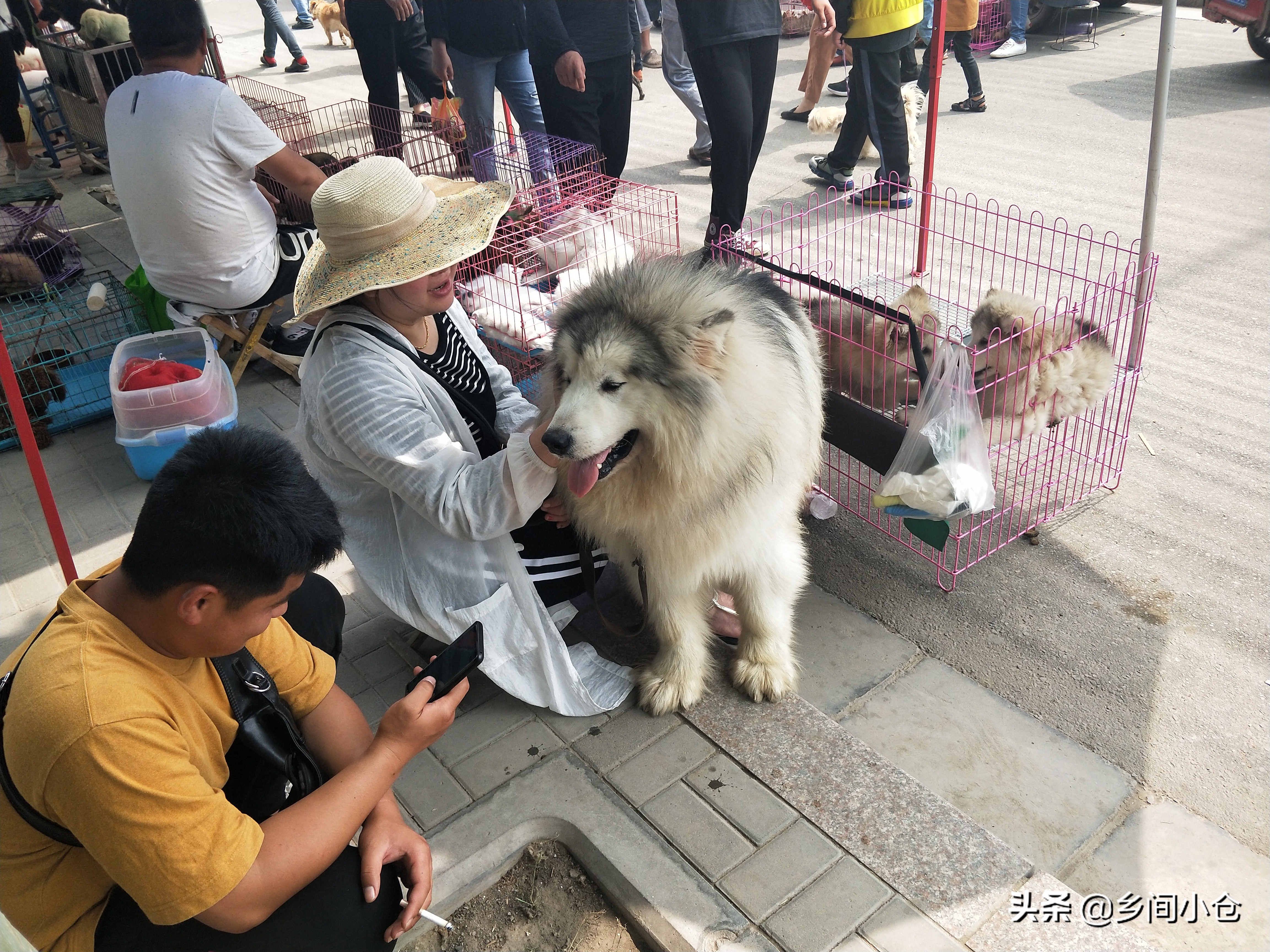 小妹子逛狗市遇到没见过的品种,大型狗市都有什么品种