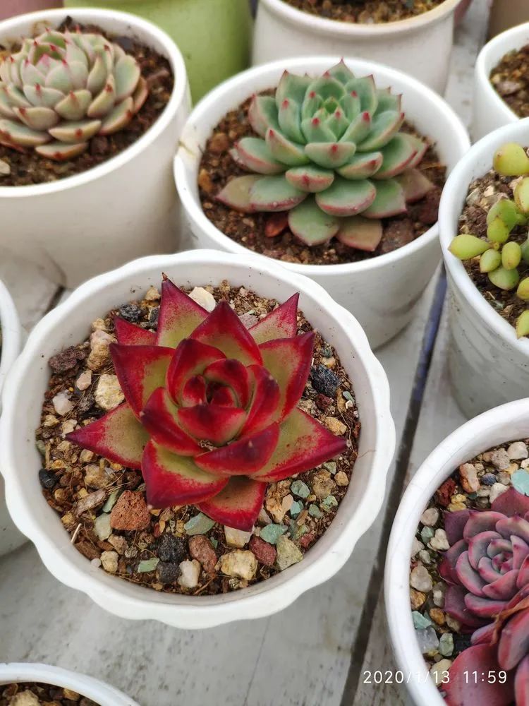 多肉不适合新手养,多肉入坑到什么程度好