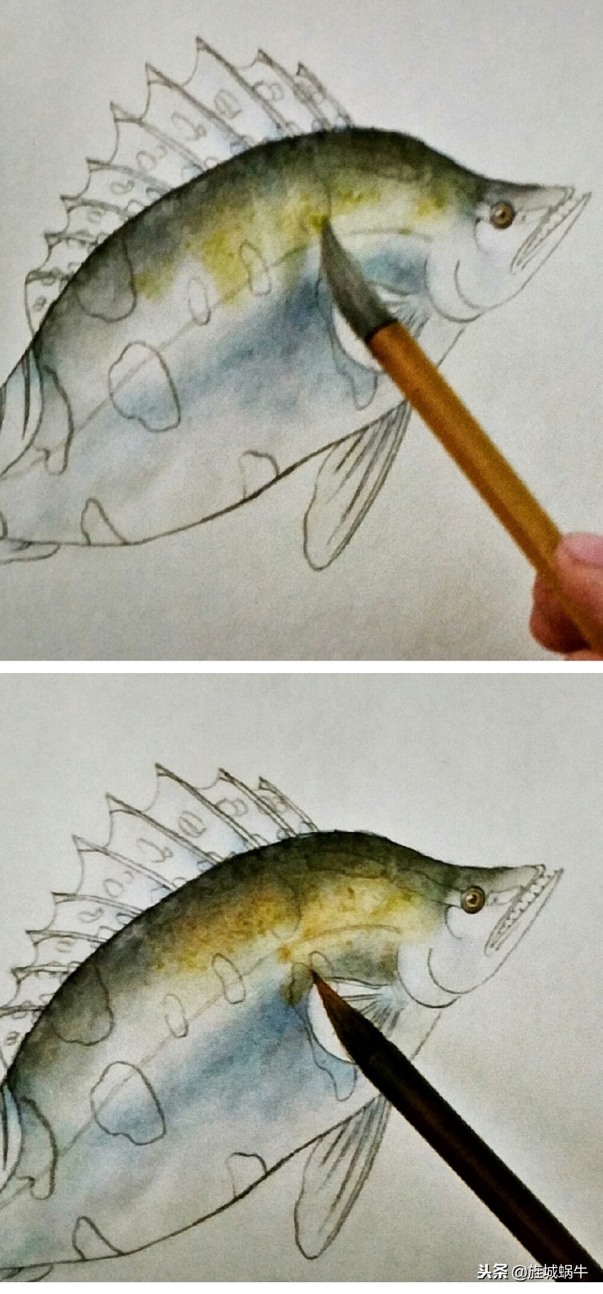 鳜鱼画法小视频,鳜鱼工笔画法视频