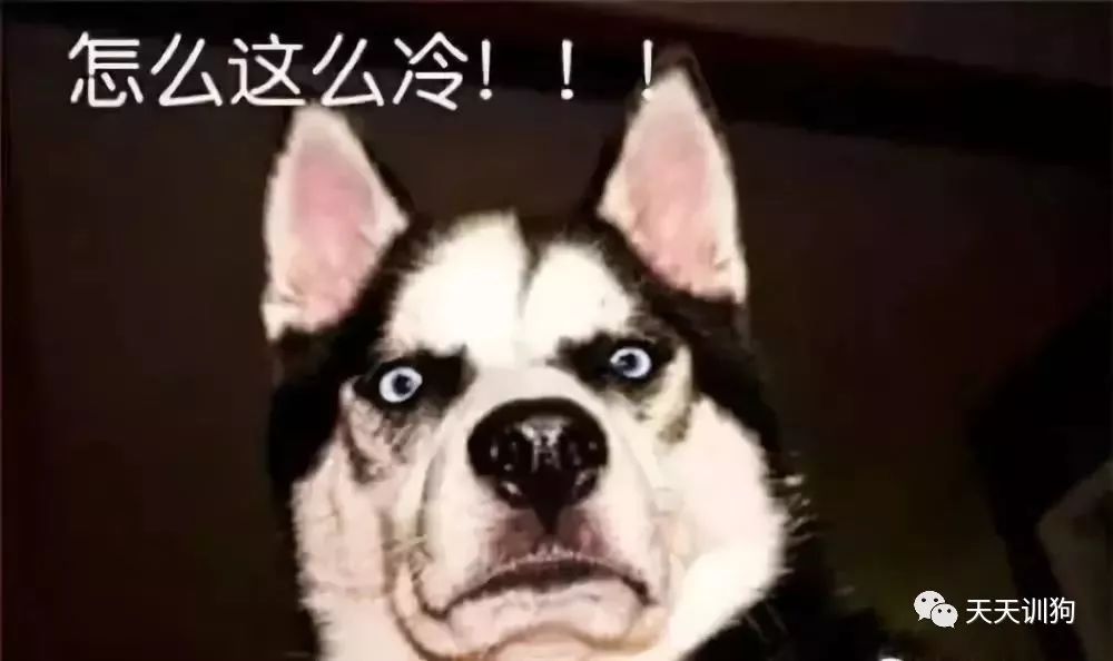 天气冷怎么照顾狗狗,天气冷应该给狗狗注意什么呢