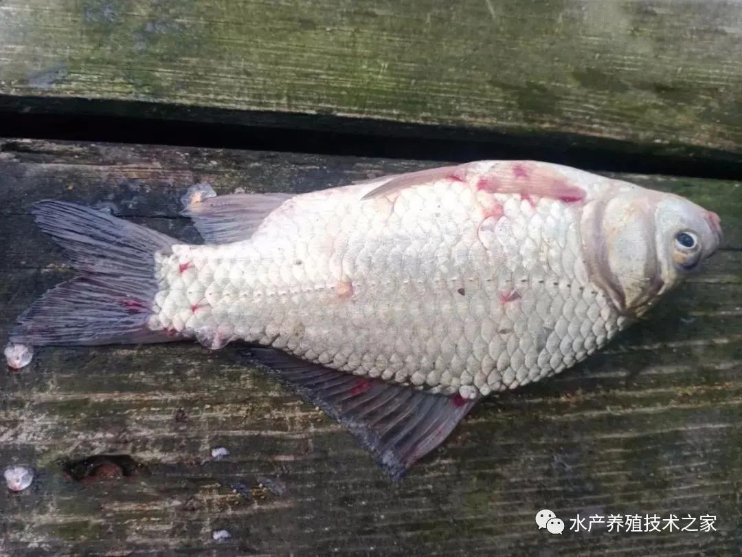 下雨后池塘鱼缺氧怎么处理,夏天鱼塘死鲫鱼怎么回事