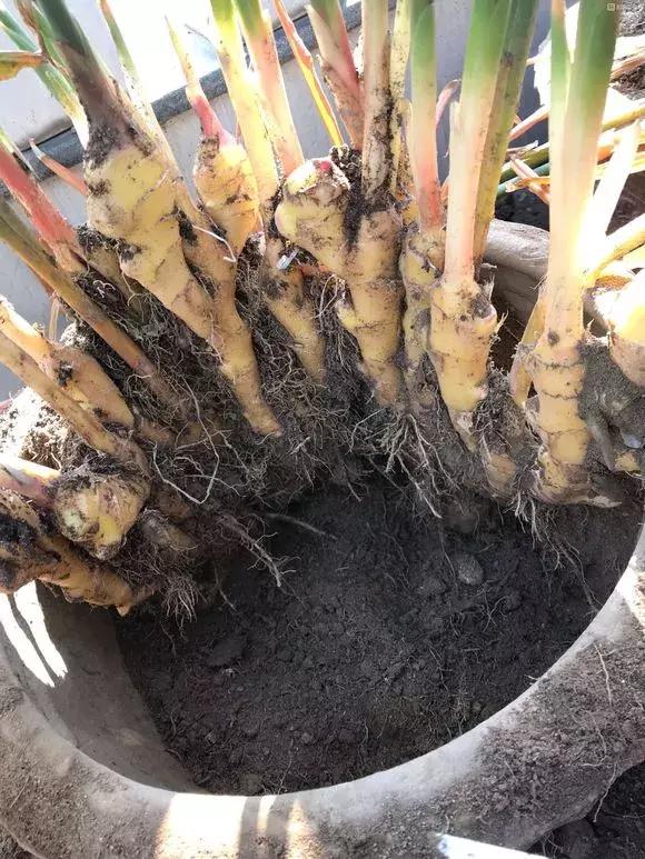 这6种菜根不要丢,哪4种菜根不能丢在家盆栽