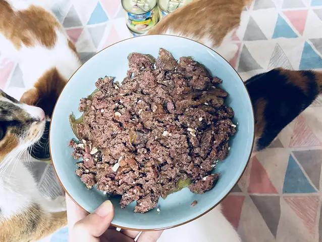 养猫讲究多，这几个误区，千万别踩