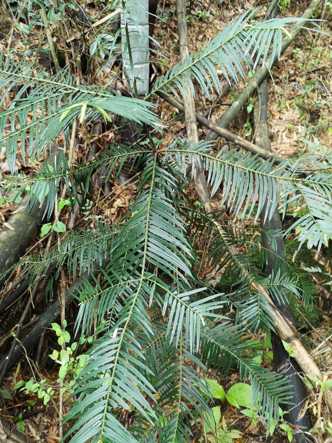 竹林深处探宝——只为了那一棵黄精