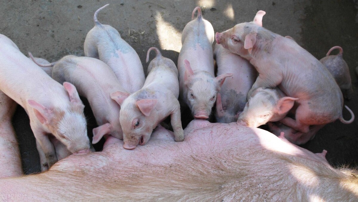 10月23日猪价行情表,预计10月4日猪价格走势