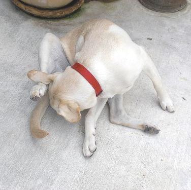 养狗后幸福感为什么爆棚,狗子绝育全过程