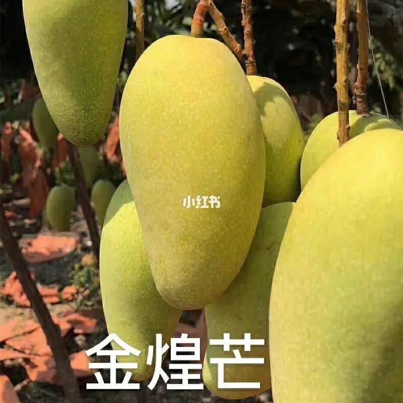芒果种植技术环境温度,芒果种植技术与管理教程