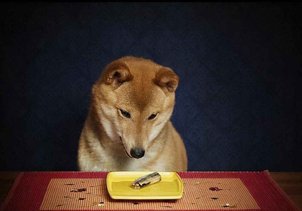 养宠知识狗狗2天不大便怎么办,训练狗狗不护食的方法2岁