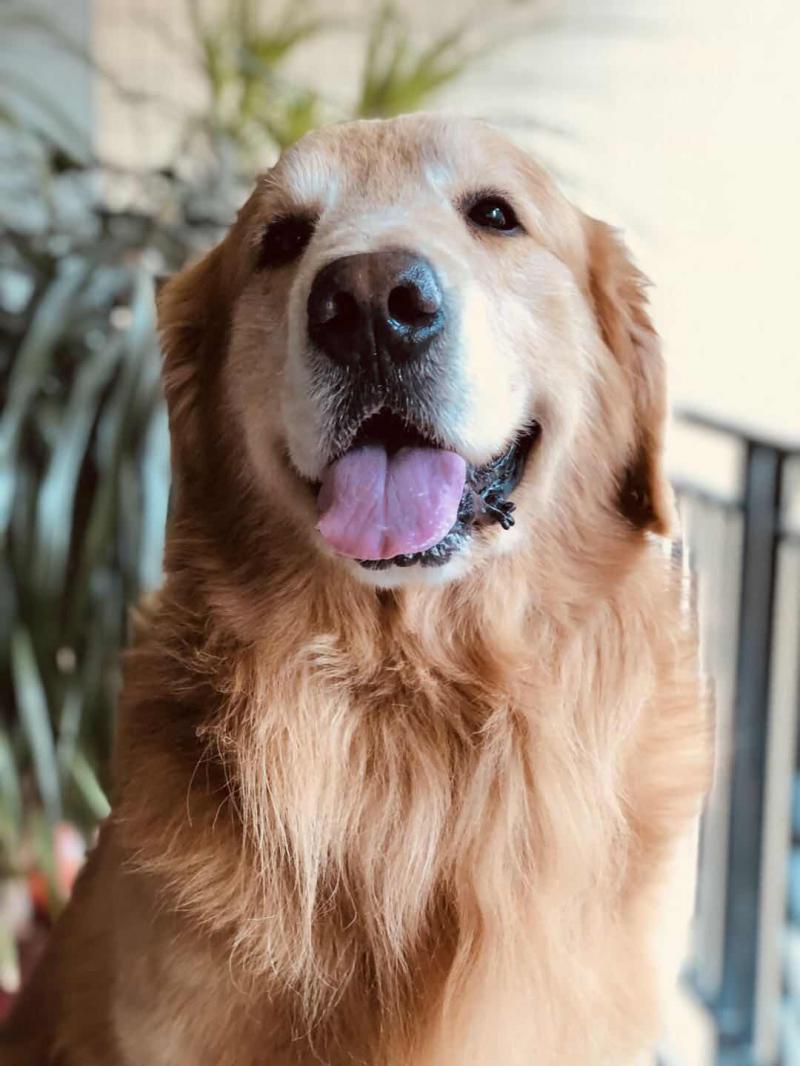 佛山男子打死狗,广东佛山打死金毛犬男子后续