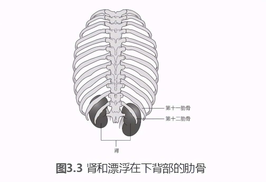 泡沫轴滚腿的好处,泡沫轴滚压训练