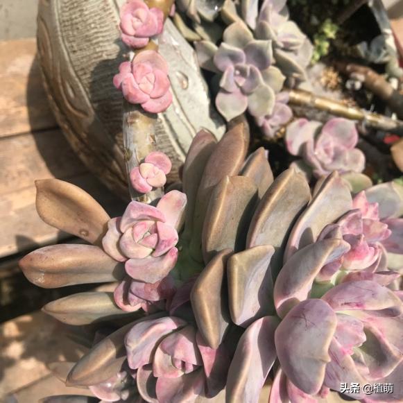 紫乐单头多头哪个好,紫乐单头怎么爆多头