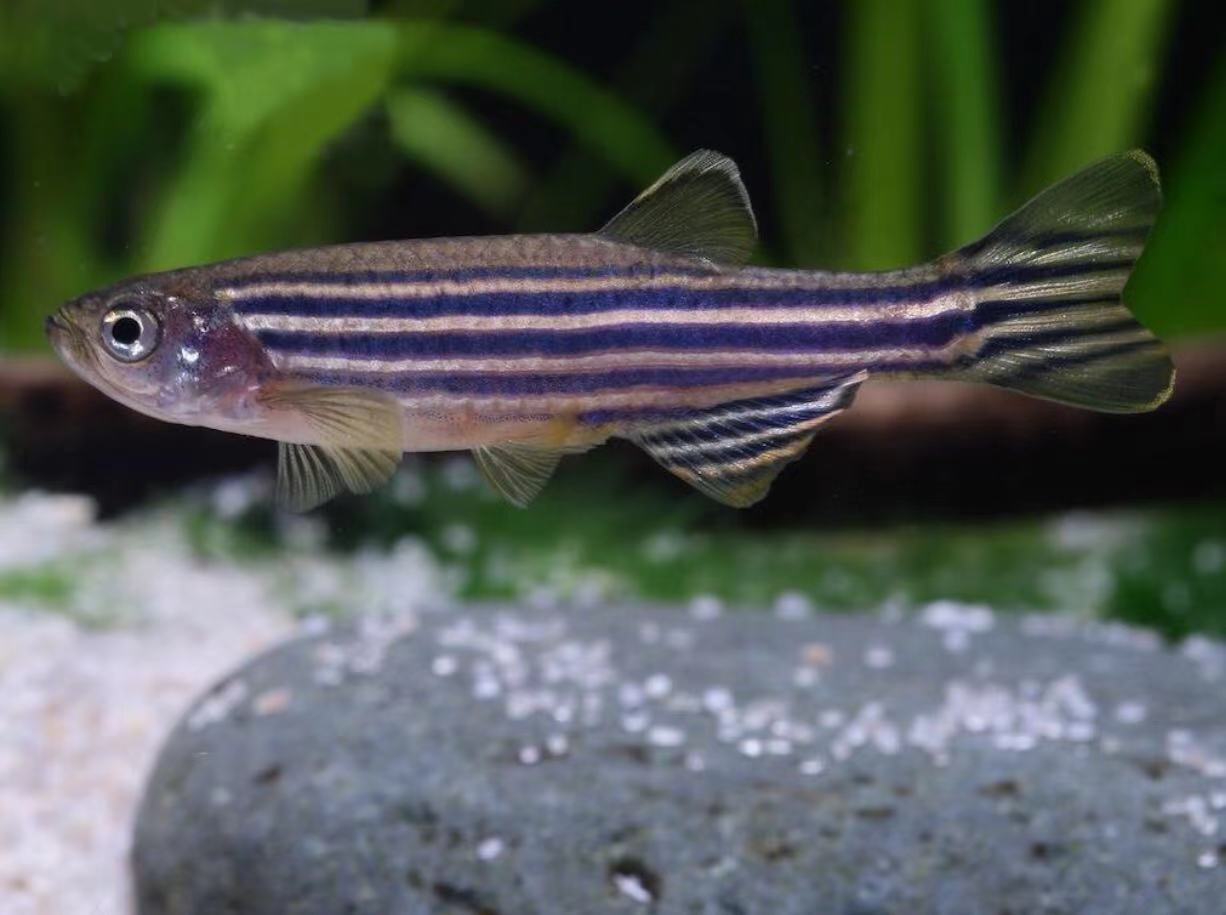 新手最好养的鱼有哪些 (什么鱼好养适合小孩养)