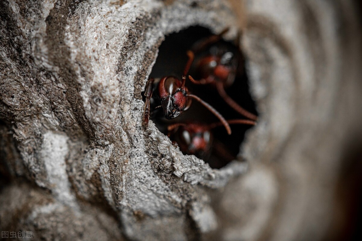 野生虎头蜂蜇人了怎么办,野蜂蜇人吗