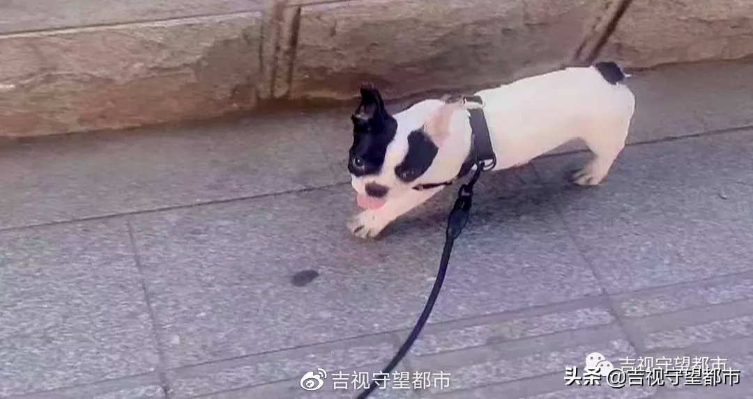 宠物狗路边玩耍被抱走后续,小狗在门口被人抱走了