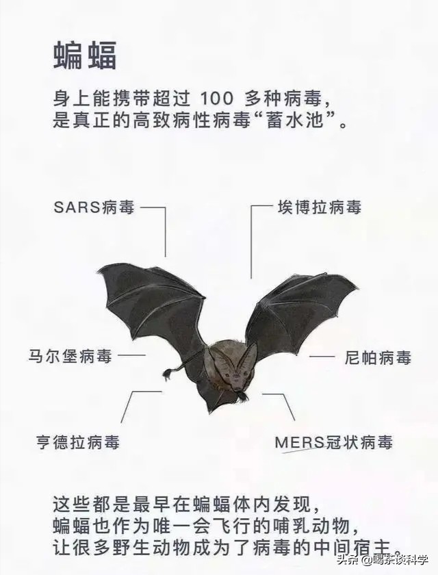 蝙蝠疫情的认识,蝙蝠疫情的危害