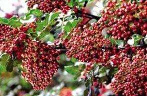 汉源花椒半斤,扶风县无刺花椒