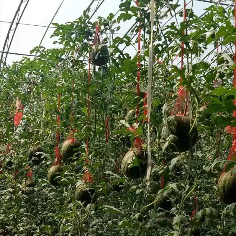 一村一品亿元村,一村一品打造乡村产业