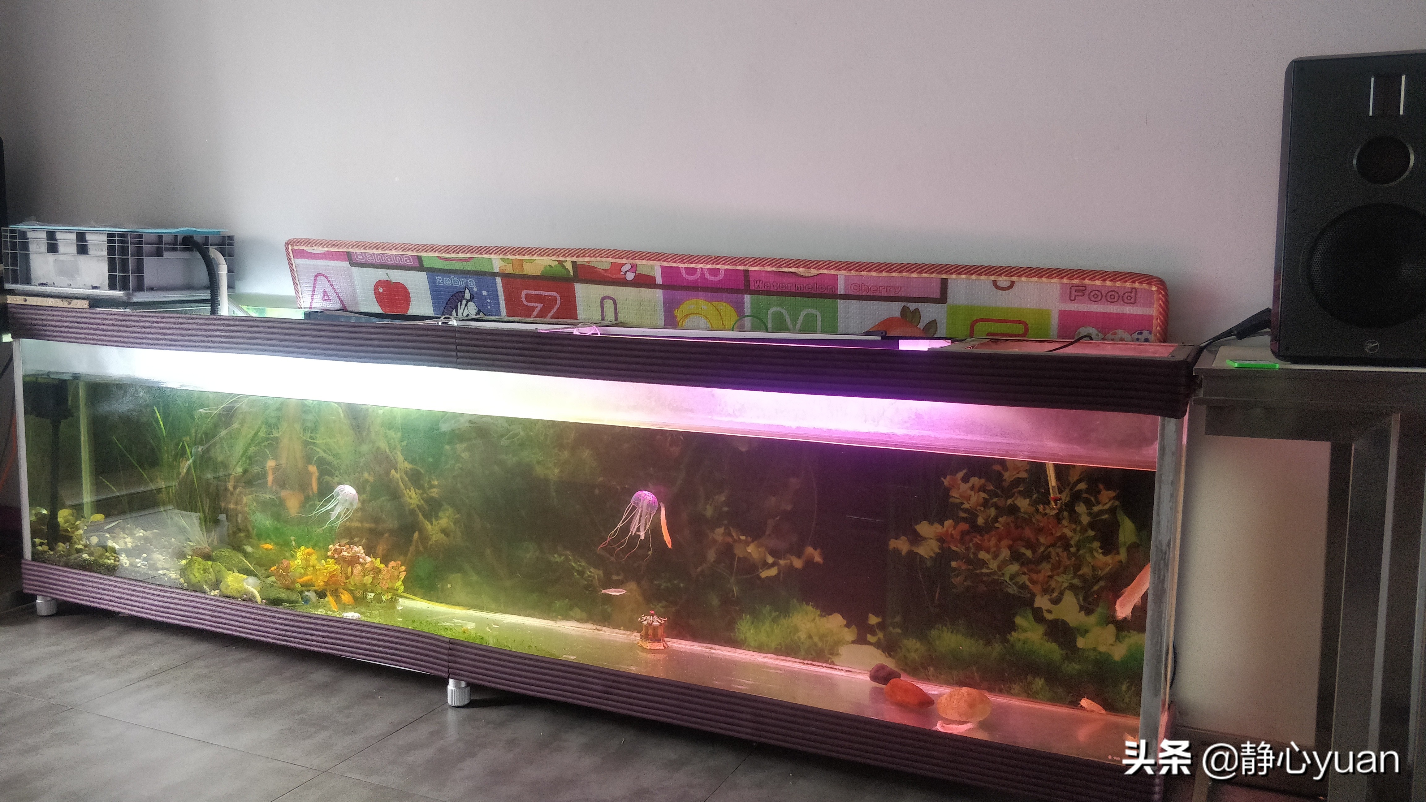 自己在家做鱼缸需要准备什么,自己做鱼缸注意事项