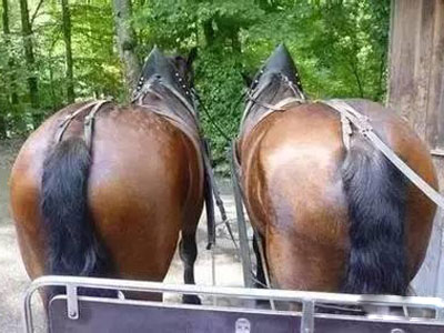 十大珍稀皮料,珍稀皮革