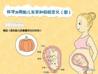 孕期周刊16周,孕期日志第39周视频