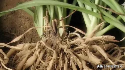 金边吊兰叶尖发黑怎么回事,油画吊兰叶尖发枯发黑是怎么回事