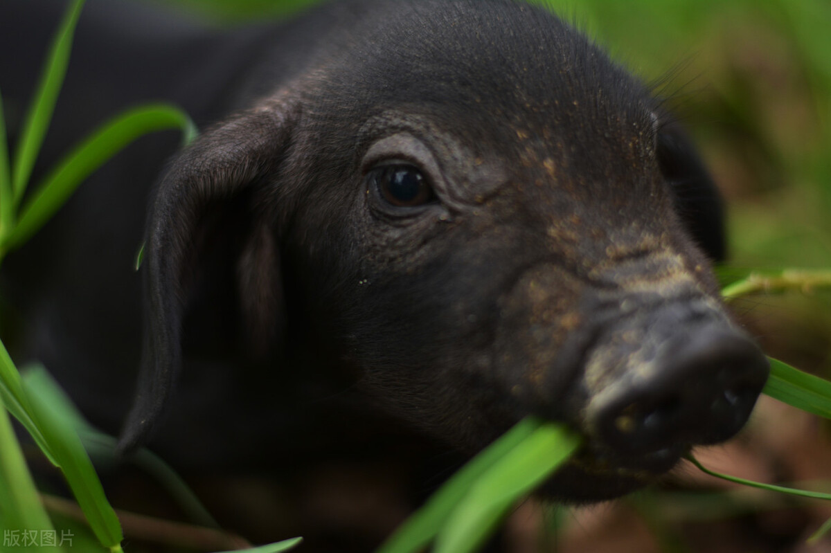 福州未来商机,福州创业加盟商机