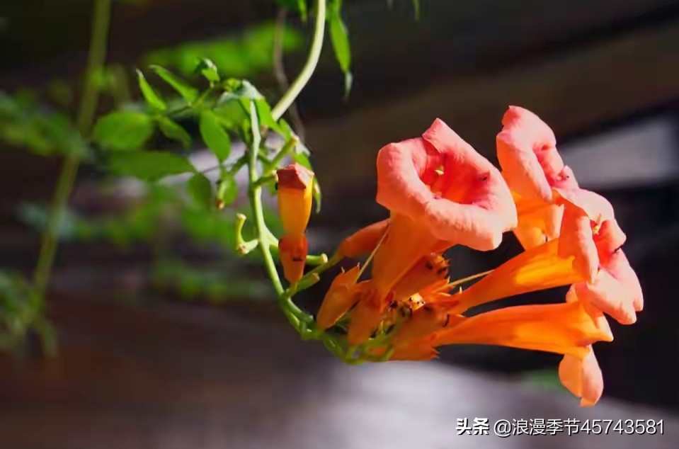 八月未央美文,八月未央美文分享