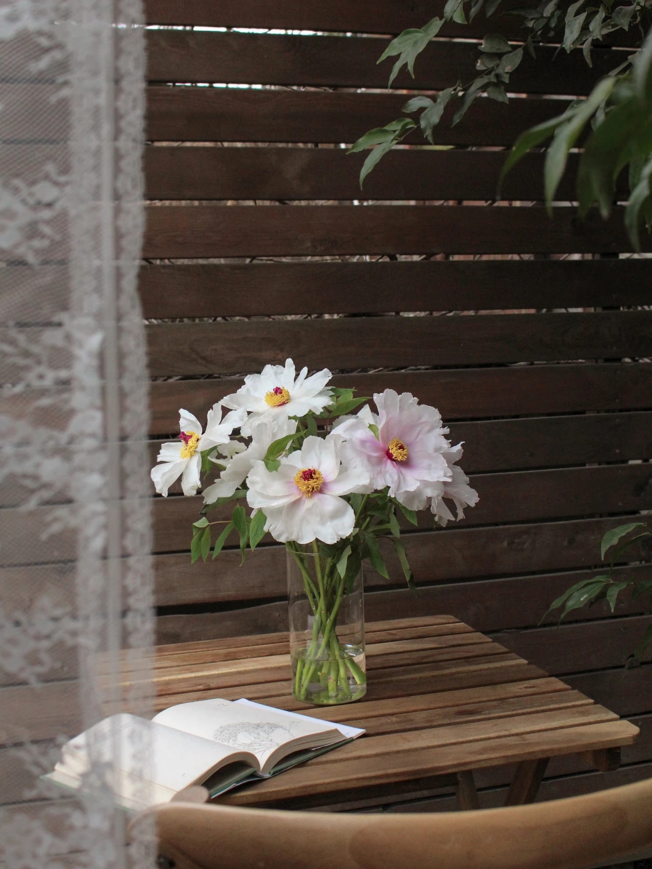 植库‖跟随仙气飘飘的油牡丹，追寻春天的步伐