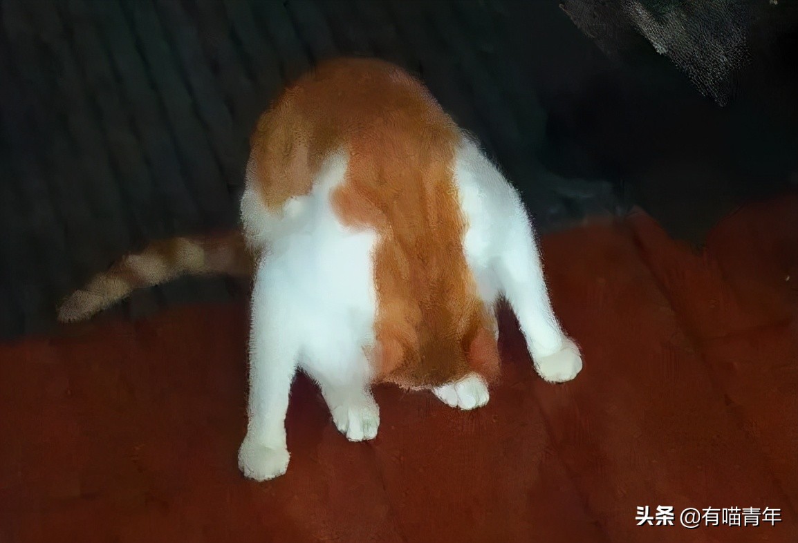 橘猫为什么是魔鬼,橘猫的恐怖之处