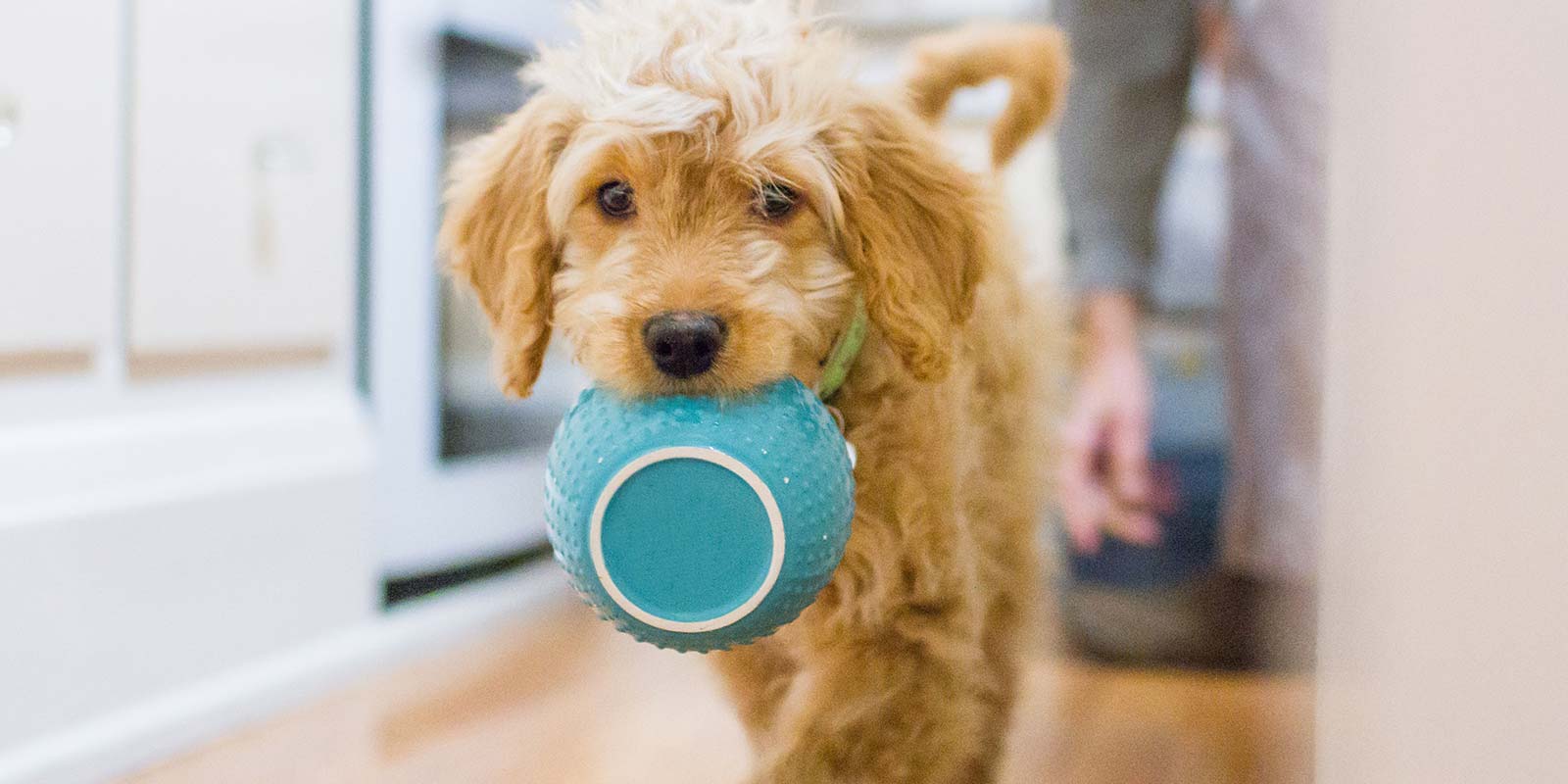 小狗怎么喂食才不会得细小,小狗怎么喂食才不拉稀