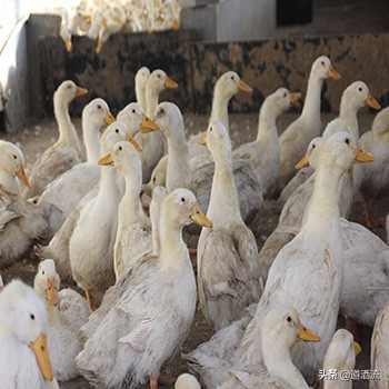 怎样给种鸡母鸭输精是正确的,母鸭人工授精翻肛技术