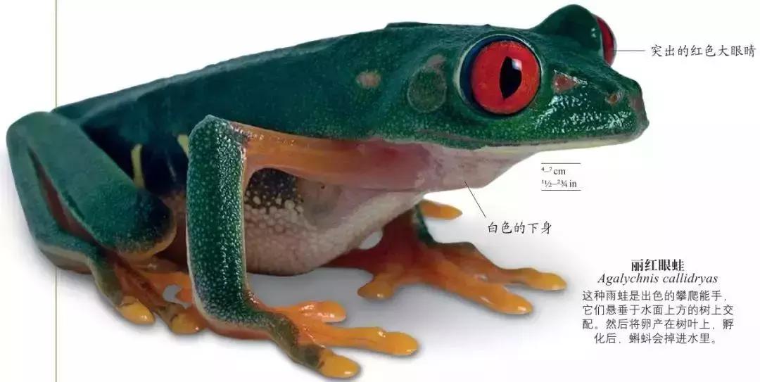 《DK博物大百科》上线啦！6.5折就可买到