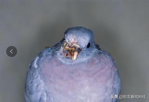 地美硝唑治鸽子什么病,地美硝唑对鸽子的用量