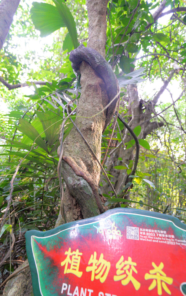 海南呀诺达热带雨林文化旅,三亚诺达雨林旅游攻略