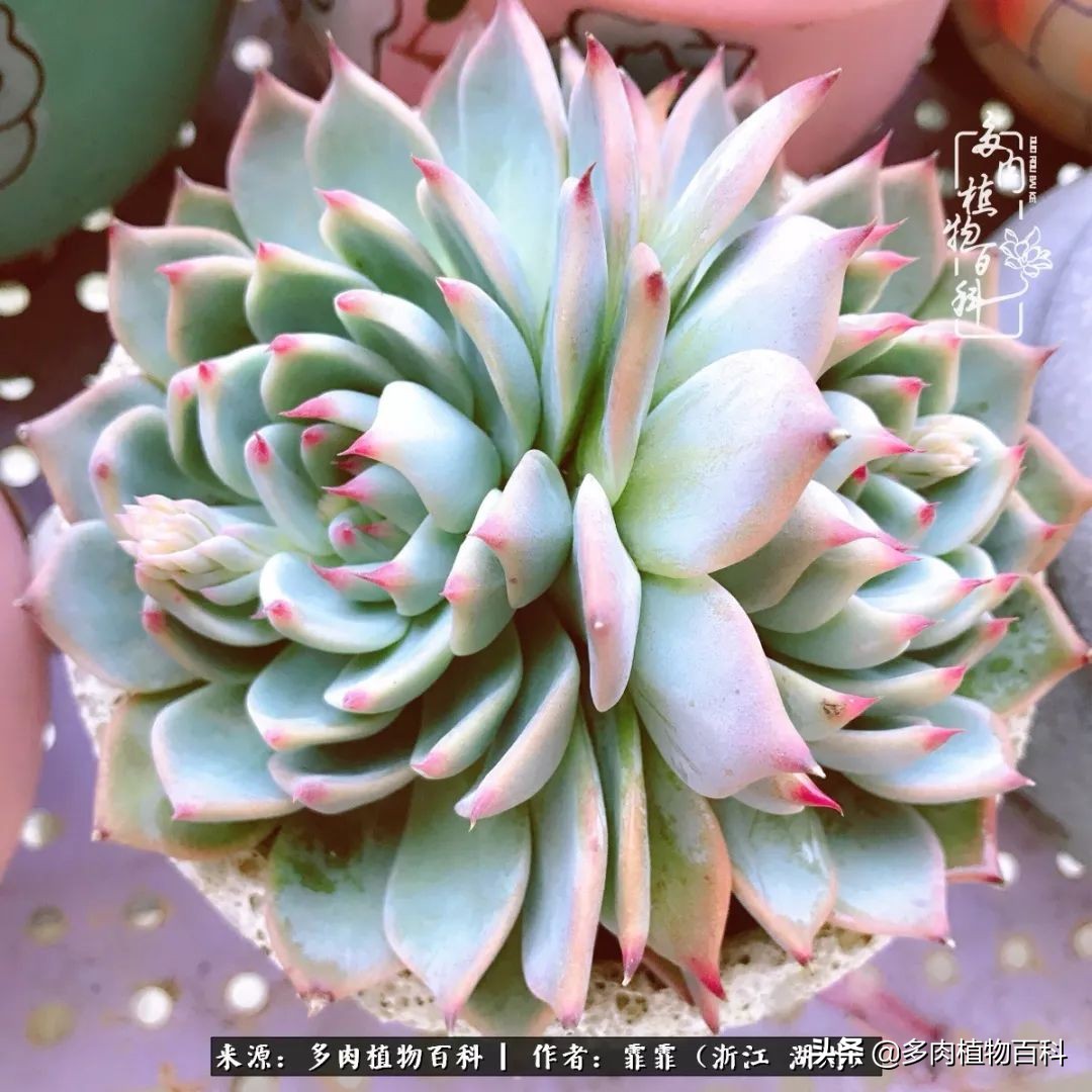 包邮区多肉度夏养护心得,阳台党养多肉怎么度夏