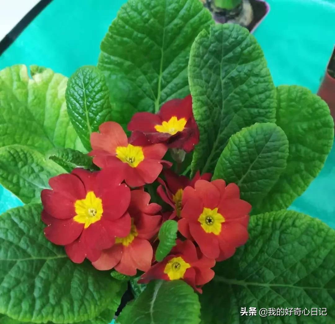 樱花草报春花,报春花樱花草