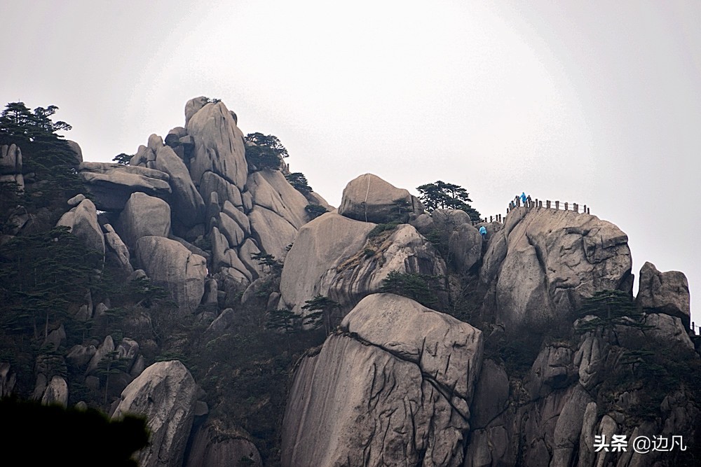 黄山迎客松是真树还是假树,黄山迎客松直播