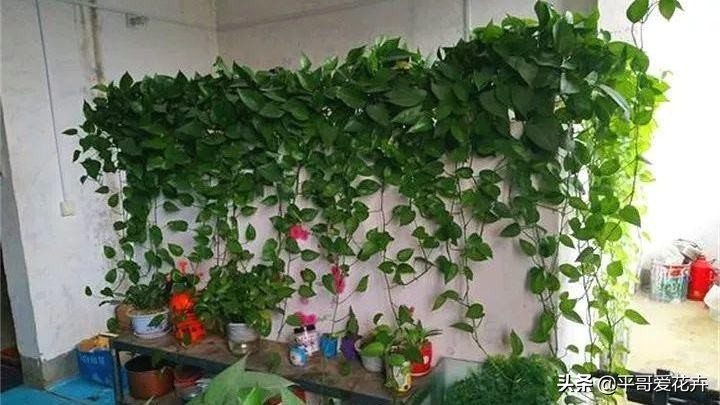绿萝浇这三种水疯长,绿萝用淘米水浇花的正确方法
