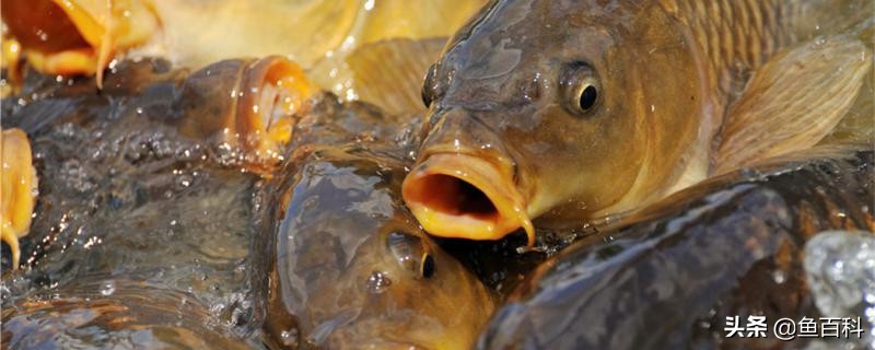 钓鲤鱼打窝用多大的漂,钓鲤鱼打窝一般打多少比较合适