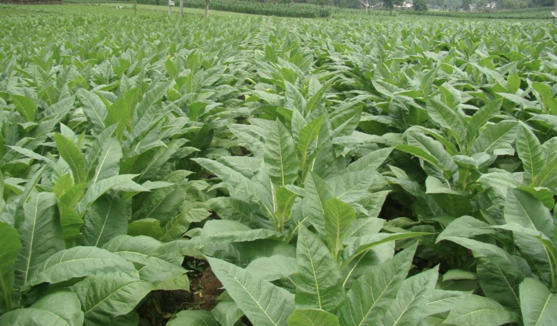 小猪说烟斗27：烟斗*草烟**-*草烟**主要原料