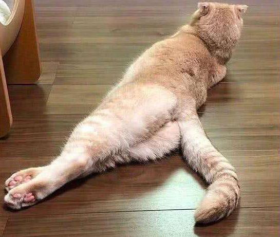 猫咪天热时有这几个表现就要注意了，铲屎官赶快想办法