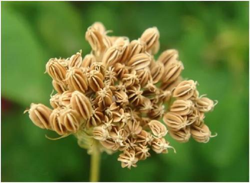 十大止痒中草药蛇床子用量,中药蛇床子的功效和主治是什么