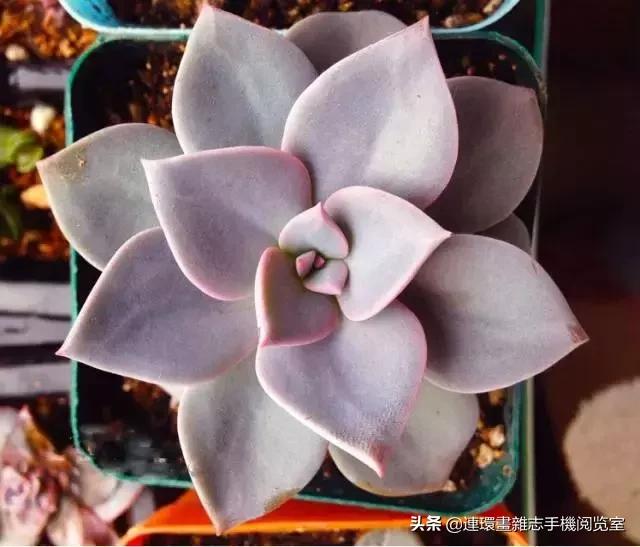 365种多肉图谱大全,365种鲜花图册大全