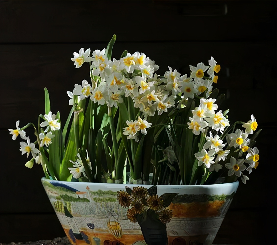 水仙对光照的要求,水仙施肥的正确方法