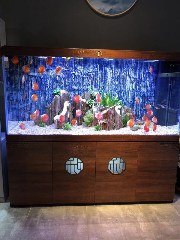 观赏鱼打什么药水消毒比较好,给观赏鱼可以用紫药水吗