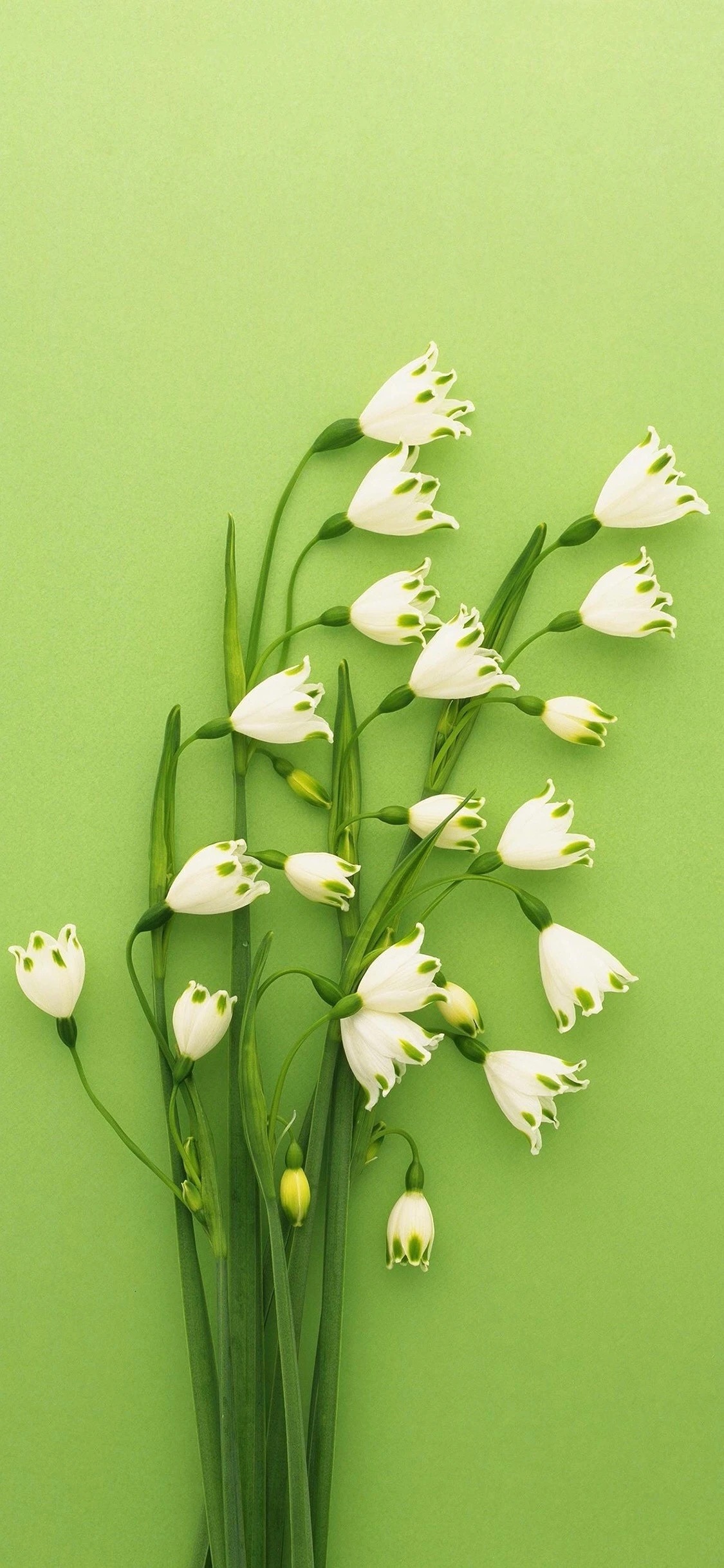 女人专用护眼绿色手机桌面壁纸,手机护眼壁纸高清绿色自然景色